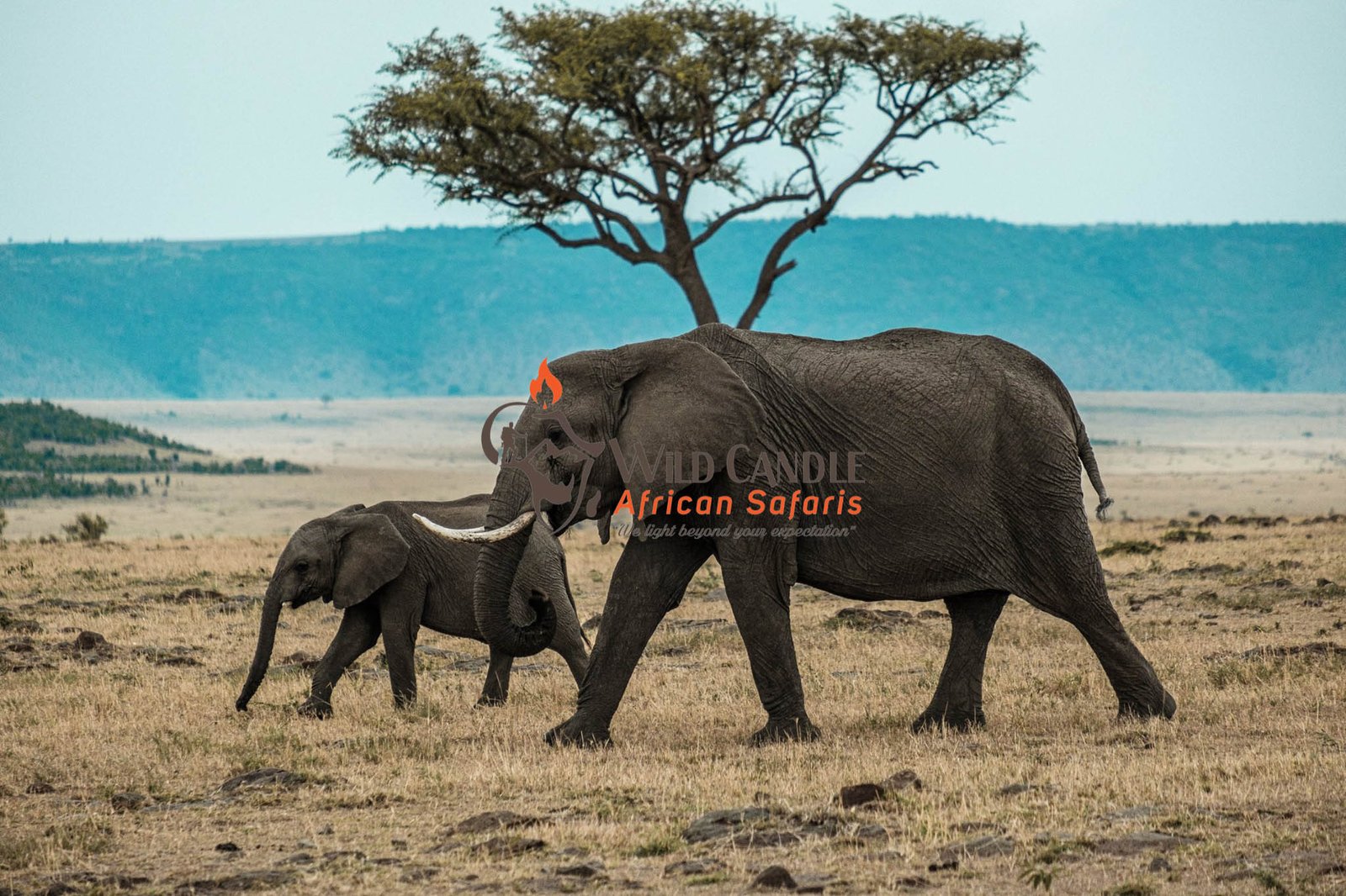Wildlife seen on a Wildcandle safari