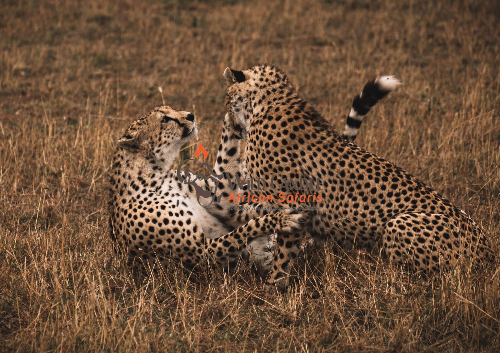 7-DAY LUXURY TANZANIA SAFARI (Tarangire, Manyara, Serengeti & Ngorongoro crater)