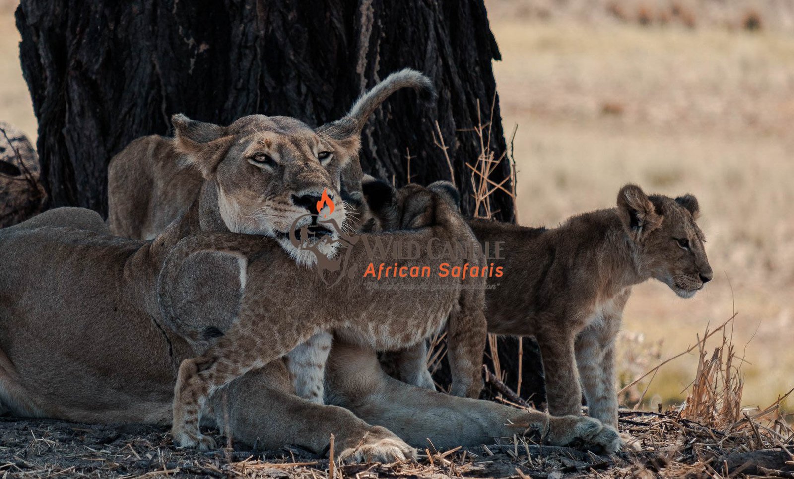 7 DAYS MIDRANGE NORTH SERENGETI MIGRATION SAFARI (Tarangire, Ngorongoro & Serengeti National Park)