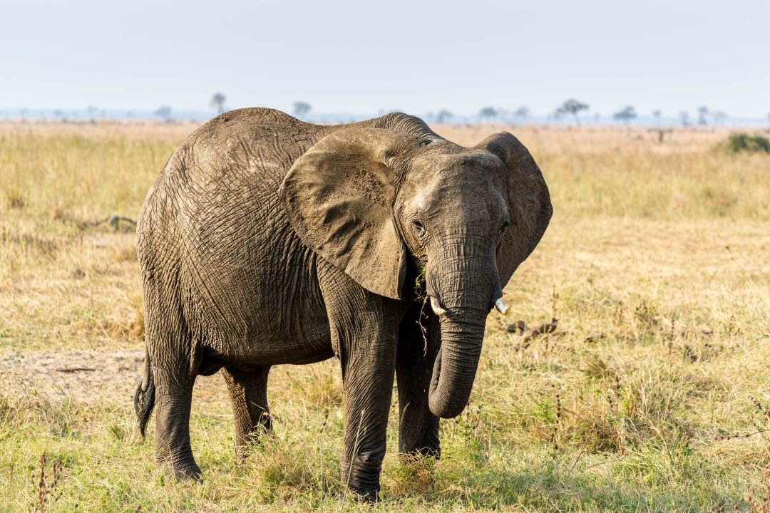 Tarangire National Park Day Trip