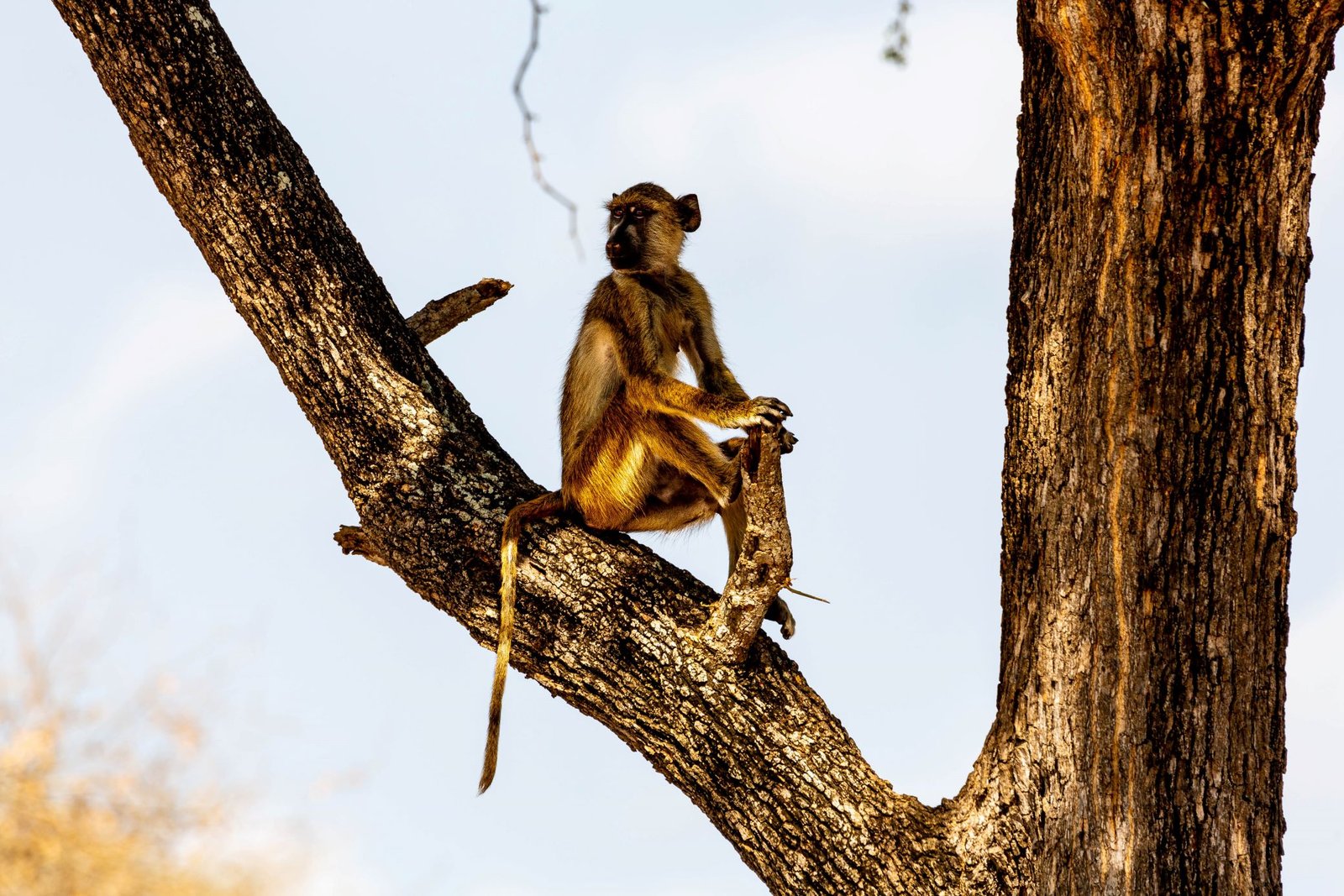 10 DAYS/ 9 NIGHTS LUXURY HONEYMOON SAFARI + ZANZIBAR (Tarangire, Manyara, Ngorongoro, Serengeti & Zanzibar)