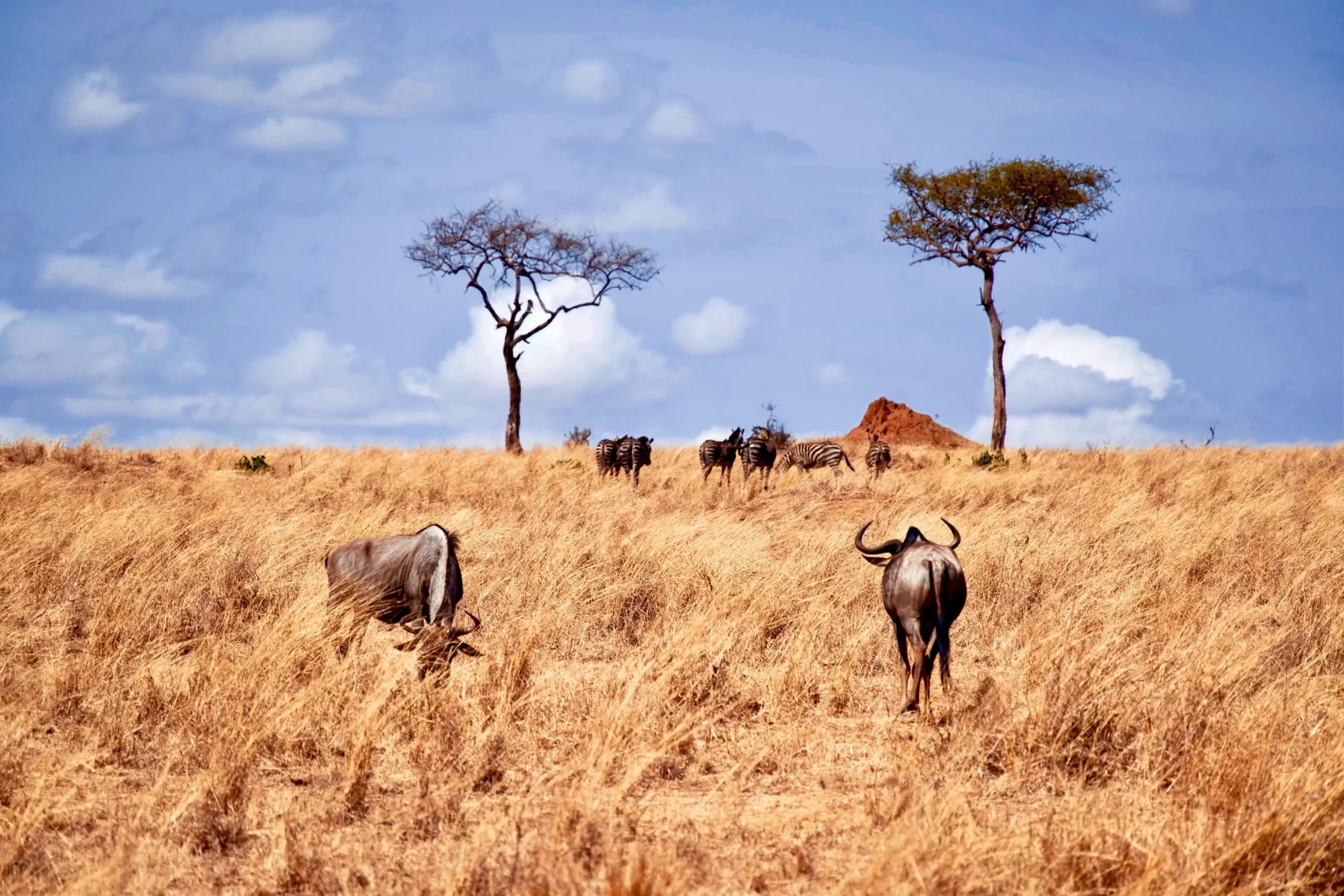 6 Days Luxury Ndutu Migration Safari (Calving Season) Dec To April