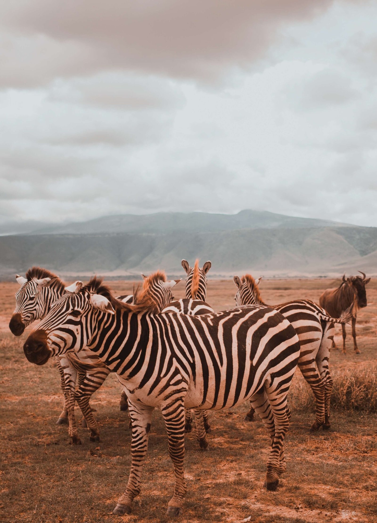 Wildlife landscape in Tanzania