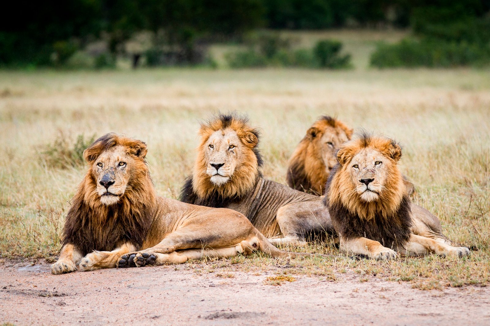3 DAYS LUXURY SAFARI (Tarangire & Ngorongoro)