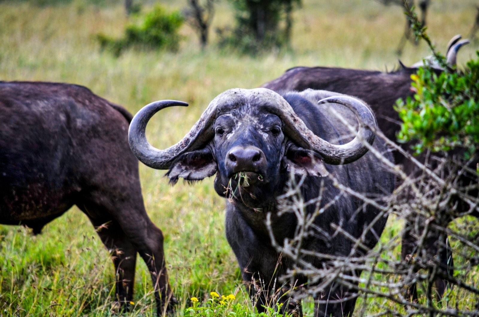 11 DAYS LUXURY NORTH MIGRATION PHOTOGRAPHIC SAFARI (Arusha National Park,  Tarangire, Serengeti, Manyara & Ngorongoro Crater)