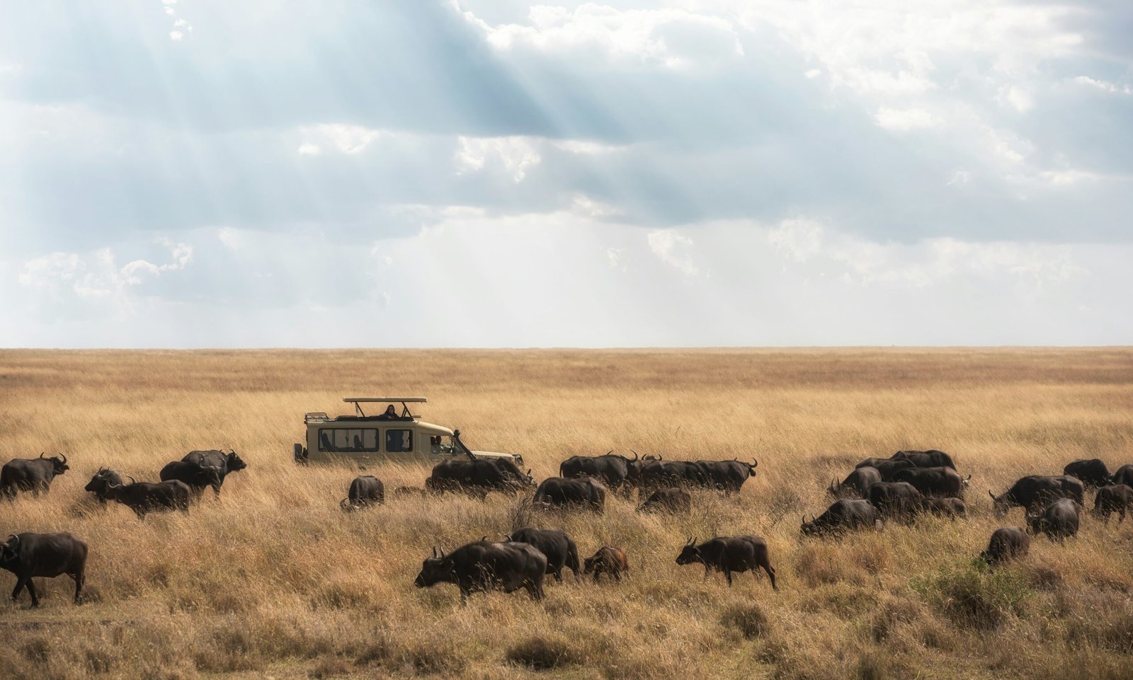 12 DAYS LUXURY PHOTOGRAPHIC SAFARI (Arusha National Park, Tarangire, Serengeti,  Manyara & Ngorongoro Crater)