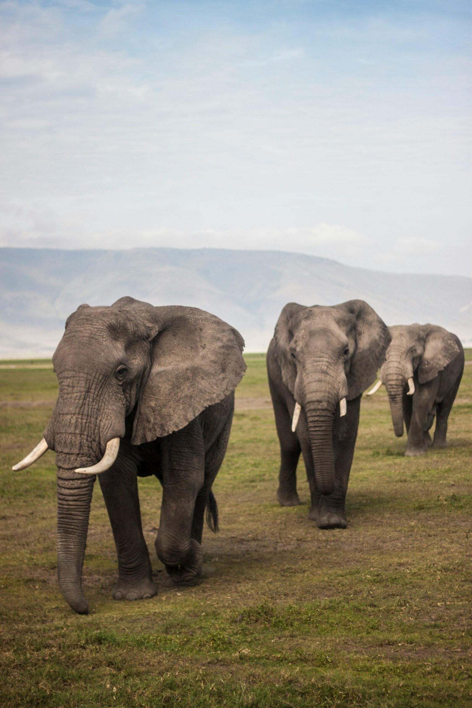 8 DAYS LUXURY FAMILY SAFARI (Tarangire, Serengeti, Manyara & Ngorongoro Crater) PARKS