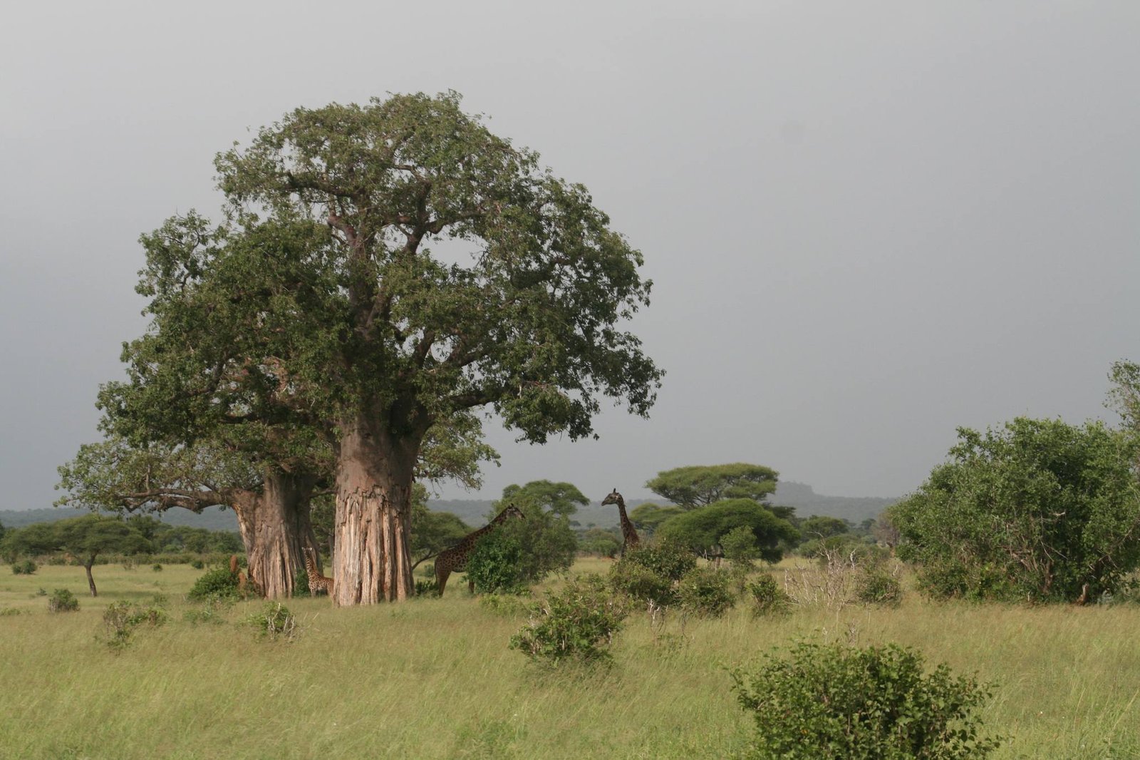 Baobab landscape in Tarangire National Park